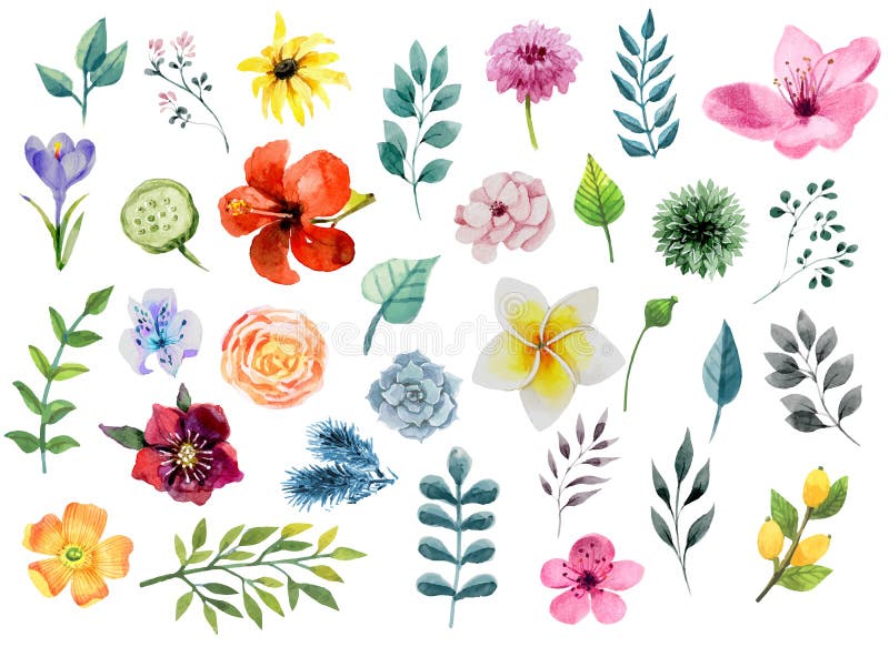 Insieme di elementi floreale dell'acquerello - fiori e foglie illustrazione vettoriale