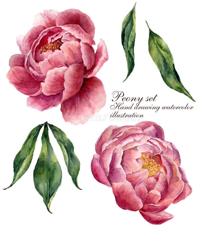 Insieme di elementi floreale dell'acquerello Foglie dell'annata e fiori della peonia isolati su fondo bianco Botanico disegnato a royalty illustrazione gratis