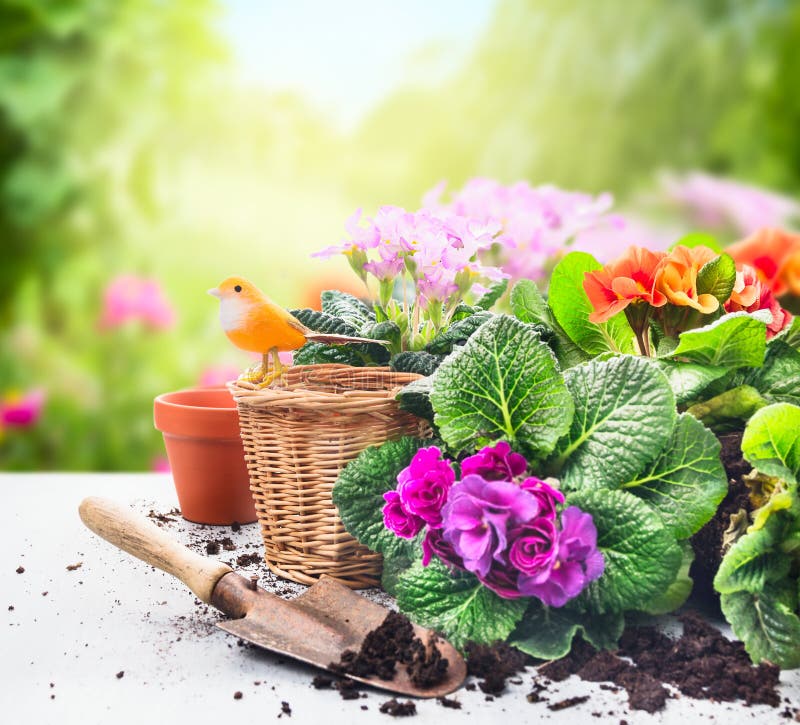 Insieme di giardinaggio sulla tavola con i fiori, i vasi, il suolo di impregnazione e le piante sul giardino soleggiato