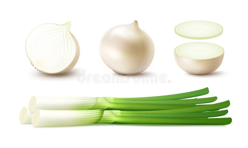 Vector Set of Fresh Whole and Sliced White Onion Bulbs with Green Onions Close up on White Background. Vector Set of Fresh Whole and Sliced White Onion Bulbs with Green Onions Close up on White Background