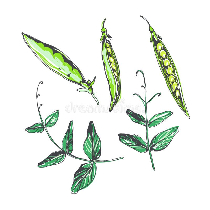 Insieme di vettore dei baccelli e delle foglie di piselli nello stile di schizzo Illustrazione botanica disegnata a mano con gli royalty illustrazione gratis Insieme di vettore dei baccelli e delle foglie di piselli nello stile di schizzo Illustrazione botanica disegnata a mano con gli royalty illustrazione gratis
