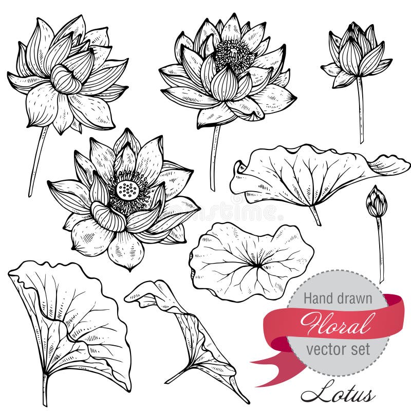 Insieme di vettore dei fiori e delle foglie di loto disegnati a mano illustrazione vettoriale Insieme di vettore dei fiori e delle foglie di loto disegnati a mano illustrazione vettoriale