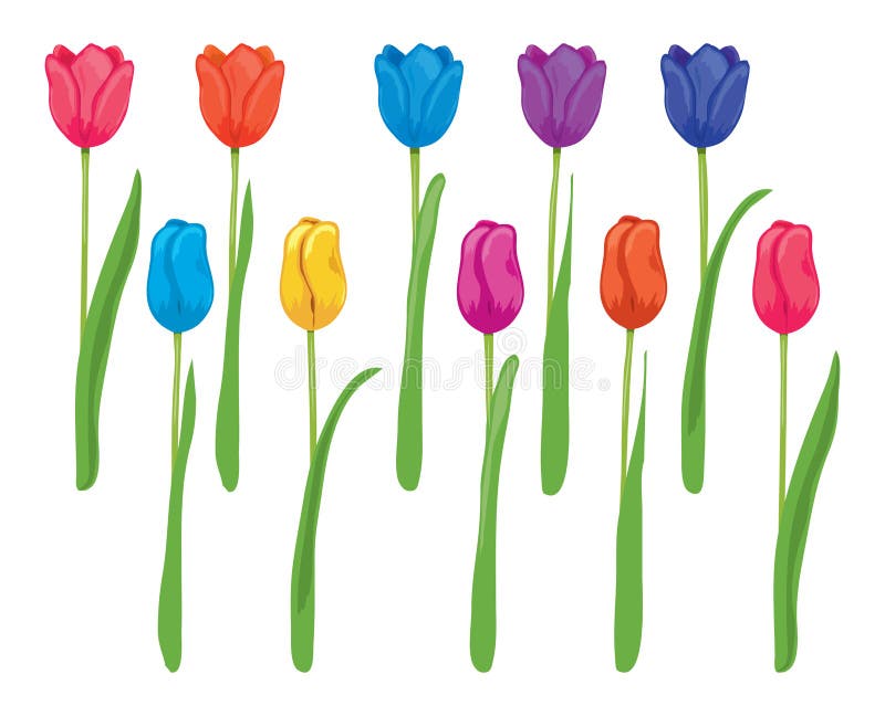 Como dibujar un tulipan