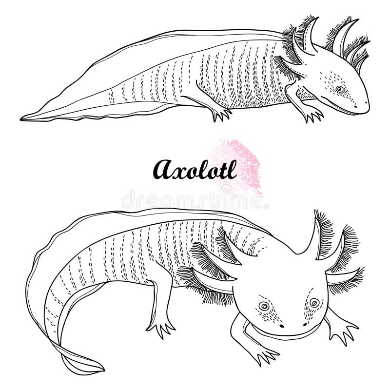 Insieme di vettore dell'axolotl messicano del profilo o del pesce di camminata in nero isolato su fondo bianco Anfibio animale ve royalty illustrazione gratis Insieme di vettore dell'axolotl messicano del profilo o del pesce di camminata in nero isolato su fondo bianco Anfibio animale ve royalty illustrazione gratis