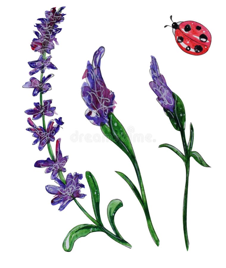 Insieme dipinto a mano dell'acquerello dei fiori della molla illustrazione vettoriale Insieme dipinto a mano dell'acquerello dei fiori della molla illustrazione vettoriale
