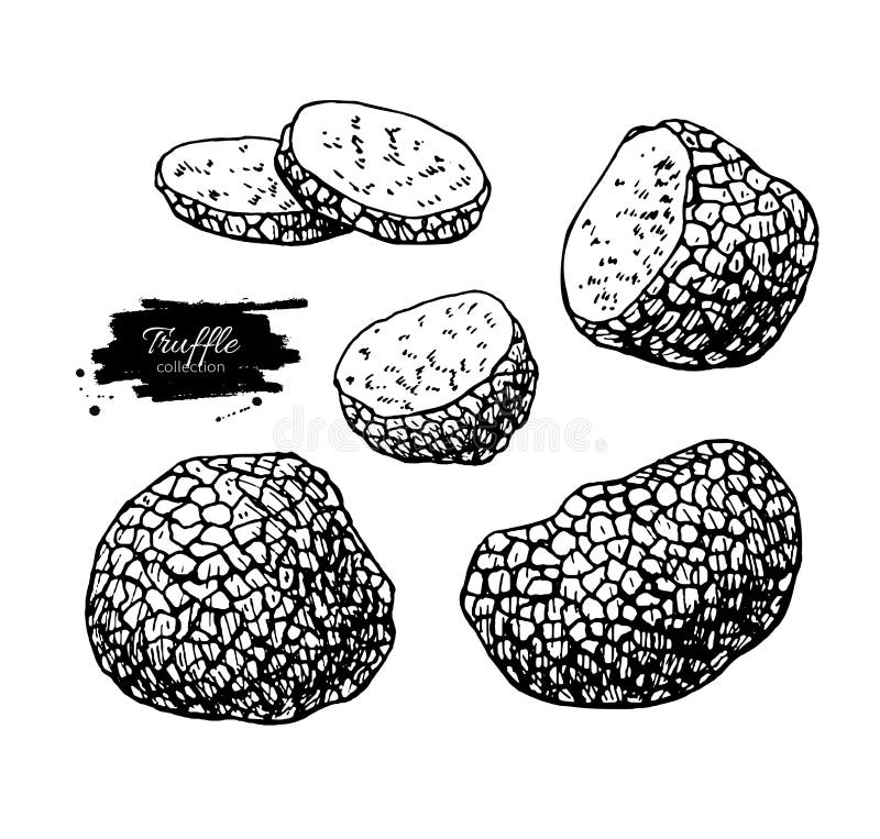 Insieme disegnato a mano dell'illustrazione di vettore del fungo del tartufo alimento di schizzo