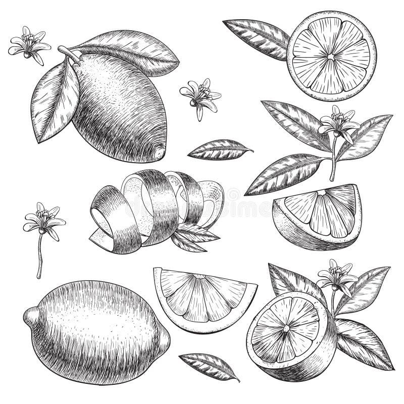 Insieme disegnato a mano della limetta o del limone di vettore Interi, pezzi affettati mezzi, schizzo di permesso Illustrazione d illustrazione vettoriale Insieme disegnato a mano della limetta o del limone di vettore Interi, pezzi affettati mezzi, schizzo di permesso Illustrazione d illustrazione vettoriale