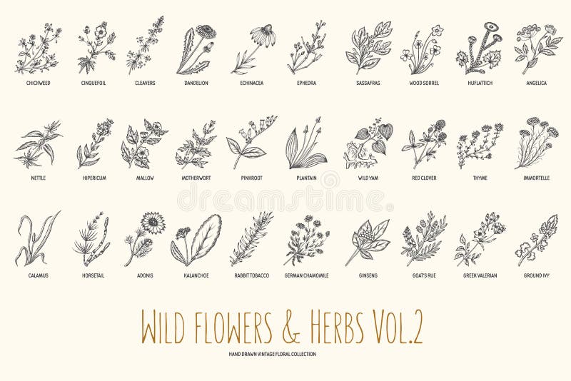 Insieme disegnato a mano delle erbe e dei fiori selvaggi Volume 2 botanica Fiori dell'annata Illustrazione d'annata di vettore