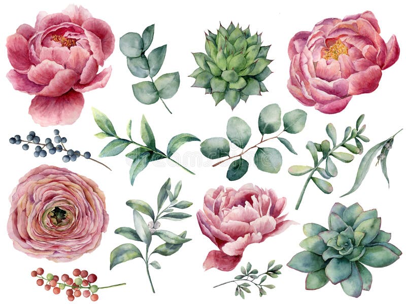 Insieme floreale della peonia, del succulente e del ranunculus dell'acquerello Bacca rossa e blu dipinta a mano, foglie dell'euca royalty illustrazione gratis