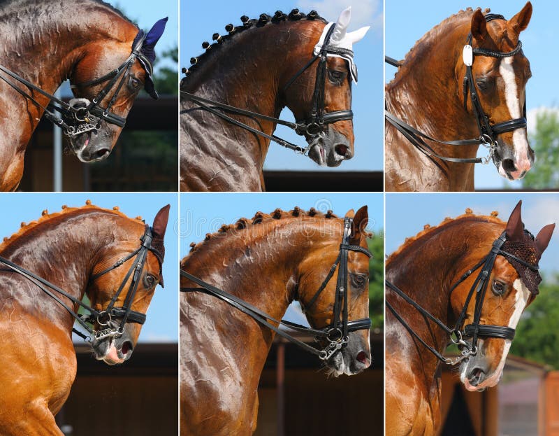 Insieme: sport equestre/ritratto del cavallo di dressage fotografie stock libere da diritti Insieme: sport equestre/ritratto del cavallo di dressage fotografie stock libere da diritti