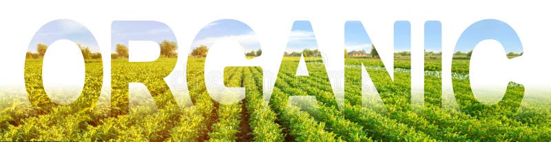 Inscription Organic on the background of a field of potato plantation. Farming in ecologically clean areas and countries. growing without of harmful chemicals, pesticides, fertilizers and nitrates. Inscription Organic on the background of a field of potato plantation. Farming in ecologically clean areas and countries. growing without of harmful chemicals, pesticides, fertilizers and nitrates