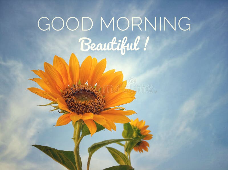 Inspirational quote - Good morning beautiful, With sunflower blossom closeup on bright blue sky background in low angle view. Words of morning greeting concept with fresh nature