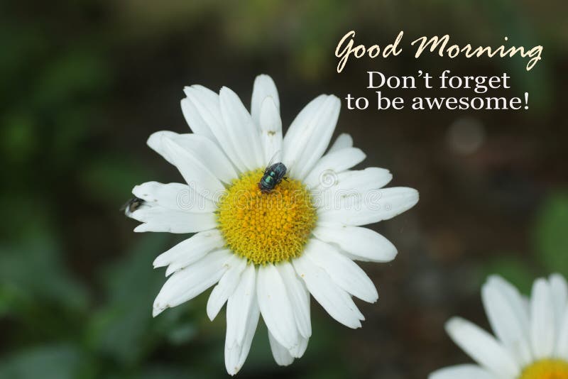 Inspirational quote - Good morning. Do not forget to be awesome. Morning greeting card with floral background of white daisy flower and flies. Morning spirit concept.
