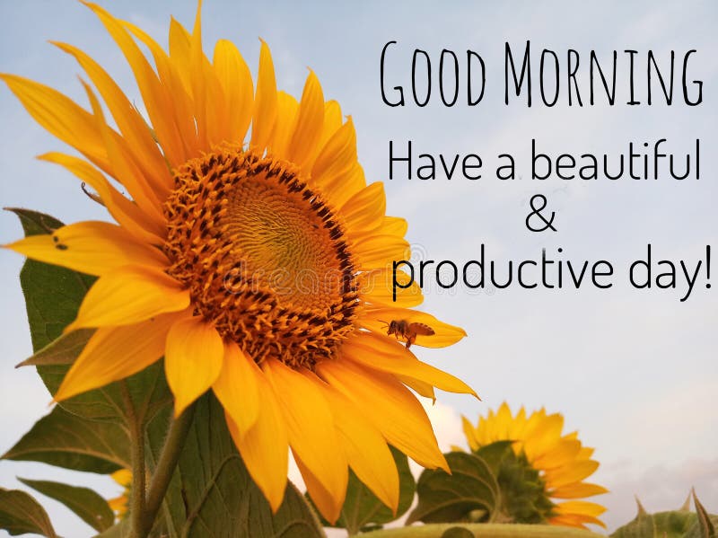 Inspirational quote - good morning. Have a beautiful and productive day. With background of blue sky, beautiful big sunflower