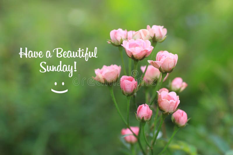 ᐅ143+ Positive Happy Sunday Quotes And Images Free