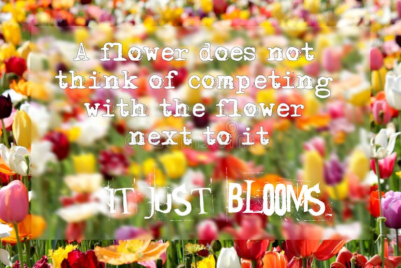 Field Of Flowers Quote Inspirational Quote - A Flower Does Not Think Of Competing With The Flower Next To It - It Just Blooms Stock Image - Image Of Love, Flower: 154046871 Field Of Flowers Quote Inspirational Quote - A Flower Does Not Think Of Competing With The Flower Next To It - It Just Blooms Stock Image - Image Of Love, Flower: 154046871