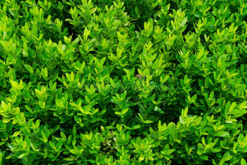Installatie talloze verse en groene bladeren, vele de muurachtergrond van details groene bladeren royalty-vrije stock afbeeldingen Installatie talloze verse en groene bladeren, vele de muurachtergrond van details groene bladeren royalty-vrije stock afbeeldingen