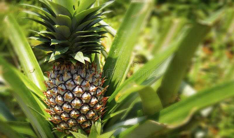 Installatie van ananas het groeien in ananasaanplanting stock afbeeldingen Installatie van ananas het groeien in ananasaanplanting stock afbeeldingen