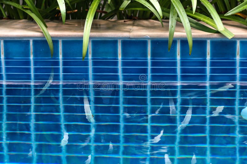 Installaties door het zwembad en daar bezinningen in het water Zwembad dat van palmen in de yard van villa wordt omringd royalty-vrije stock fotografie Installaties door het zwembad en daar bezinningen in het water Zwembad dat van palmen in de yard van villa wordt omringd royalty-vrije stock fotografie