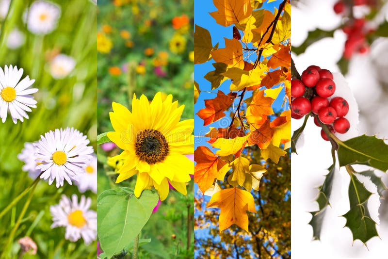 Installaties en bloemen in de lente, de zomer, de herfst, de winter, fotocollage, vier seizoenenconcept