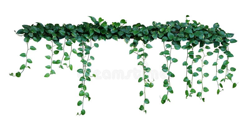 Installatiestruik met het hangen van wijnstokken van klimop van de groene de geschakeerde hart-vormige bladerenduivel of gouden a