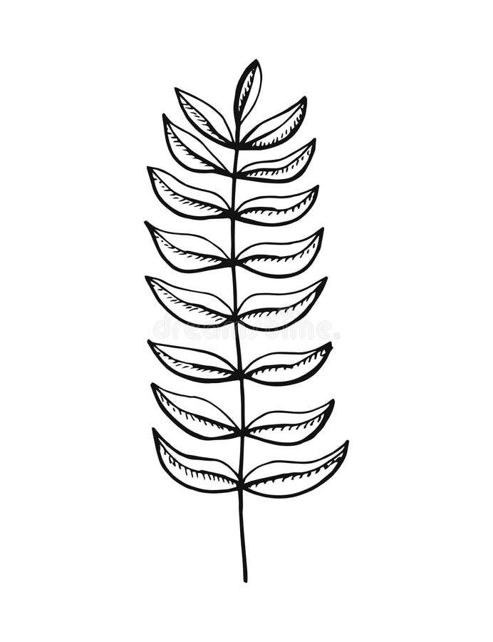 Installatietakje met bladeren De tekening van de hand vector illustratie Installatietakje met bladeren De tekening van de hand vector illustratie