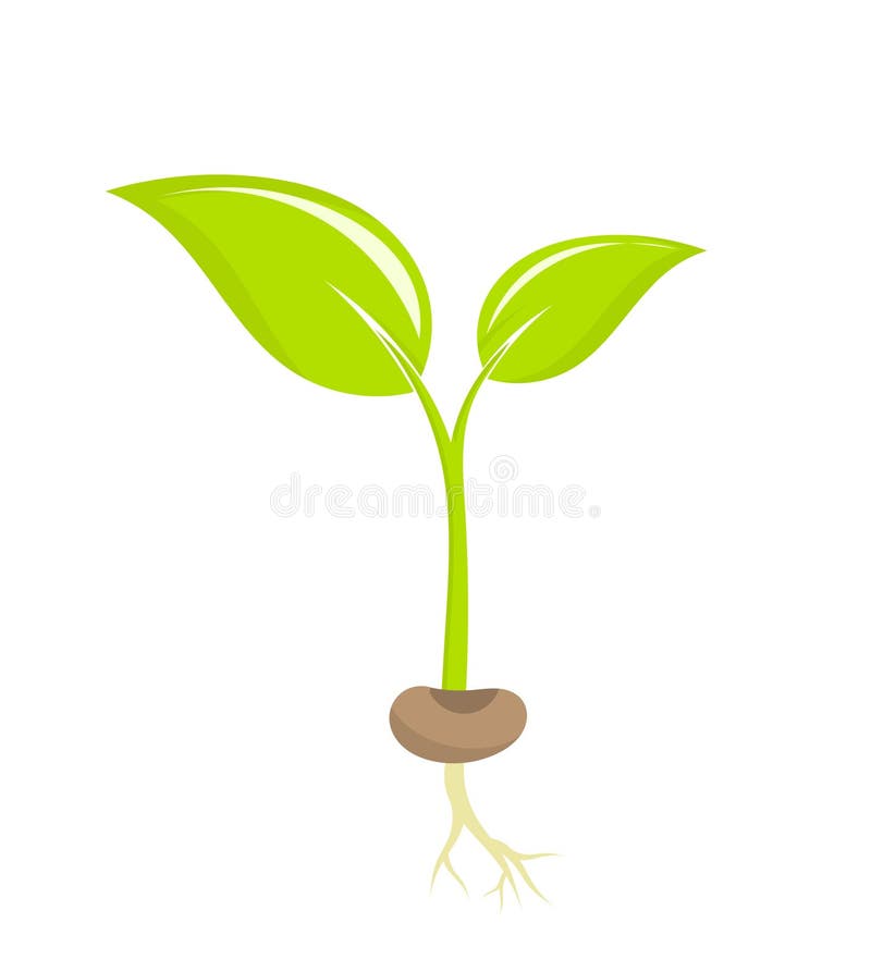 Little plant seedling. Vector illustration. Little plant seedling. Vector illustration