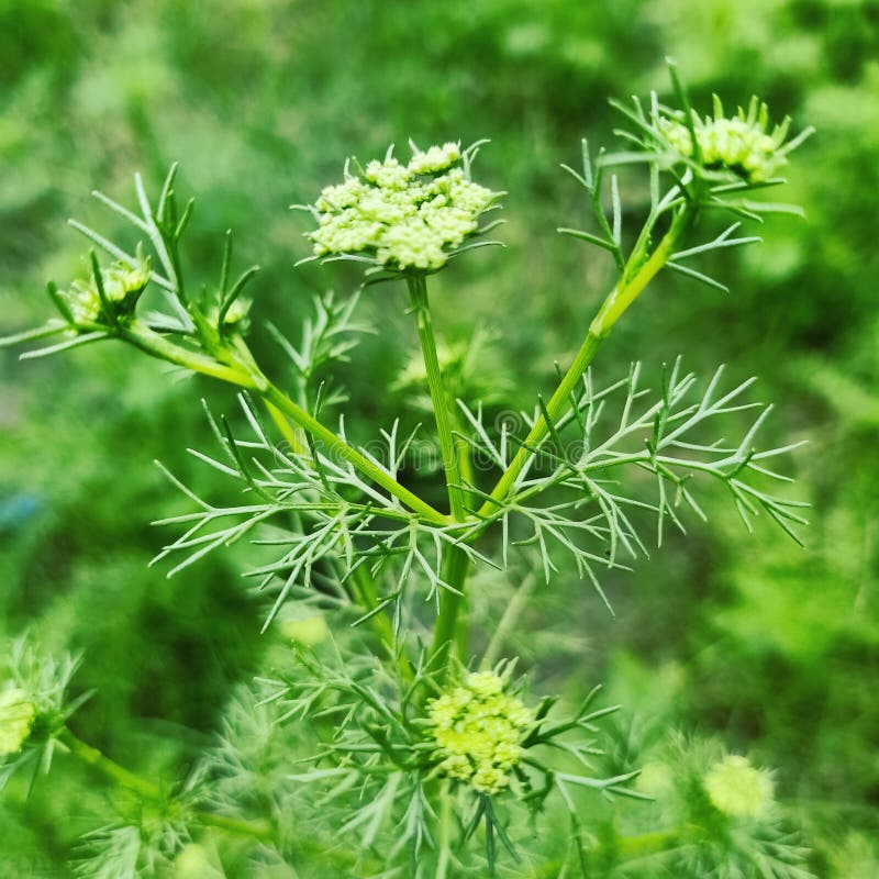 Installation D'ajwain Nechar Image stock Image du photographie