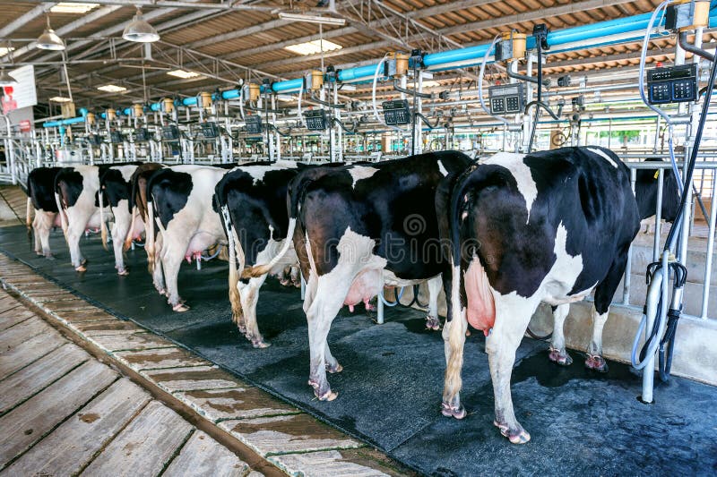 Installation de traite de vache avec les machines à traire modernes photographie stock Installation de traite de vache avec les machines à traire modernes photographie stock