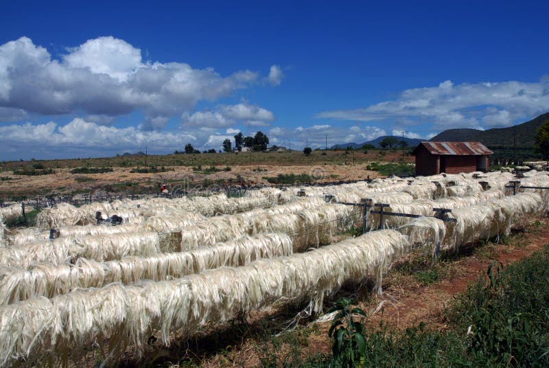 Installation De Transformation De Sisal Image stock Image du