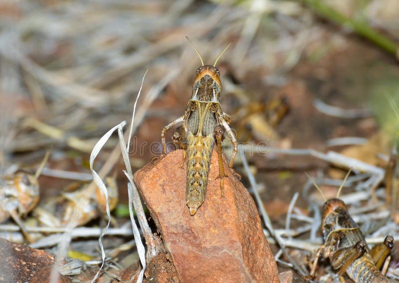 Instar della locusta di peste fotografie stock libere da diritti Instar della locusta di peste fotografie stock libere da diritti