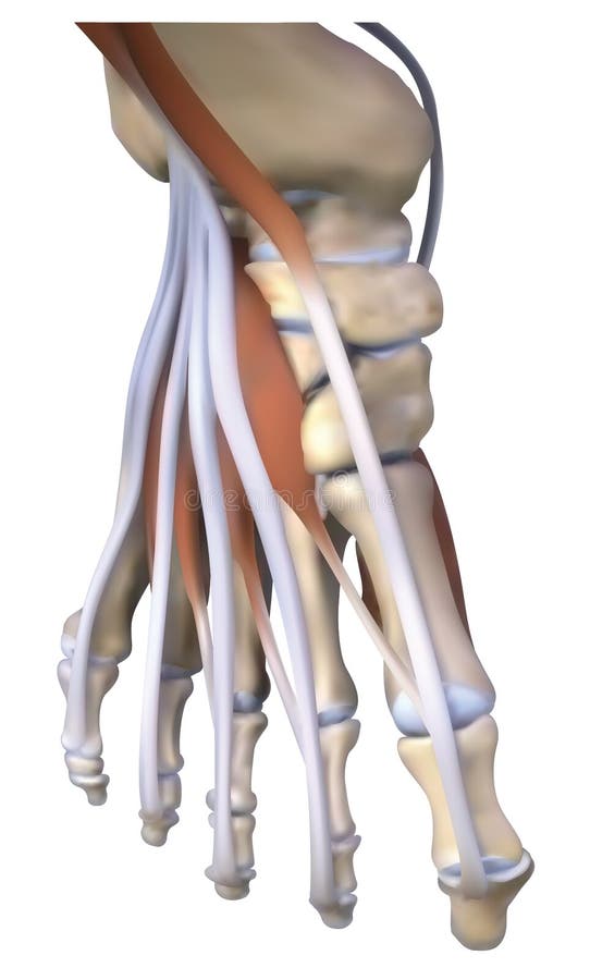 Anatomy of foot bone stock illustration. Illustration of human 42334770