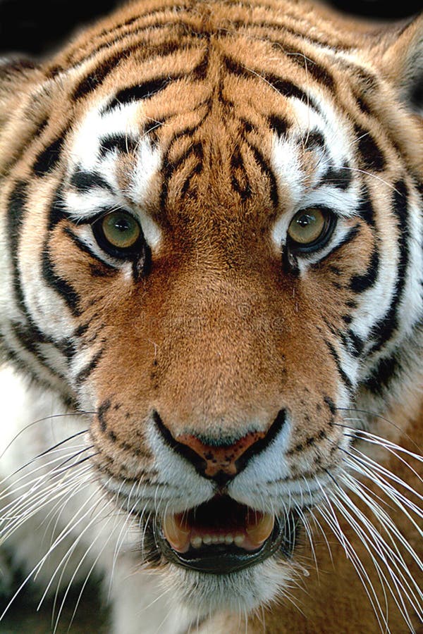 Instinct - tijger royalty-vrije stock foto Instinct - tijger royalty-vrije stock foto