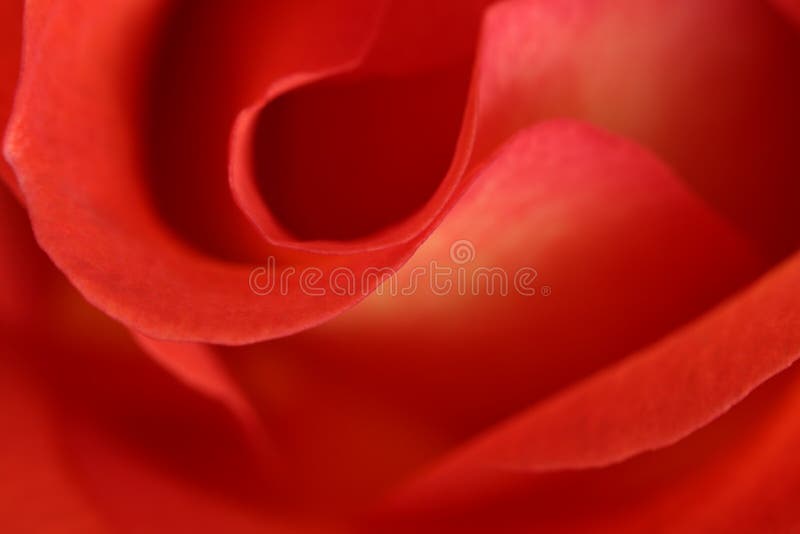 Instruction-macro d'abrégé sur rose de rouge photo libre de droits Instruction-macro d'abrégé sur rose de rouge photo libre de droits