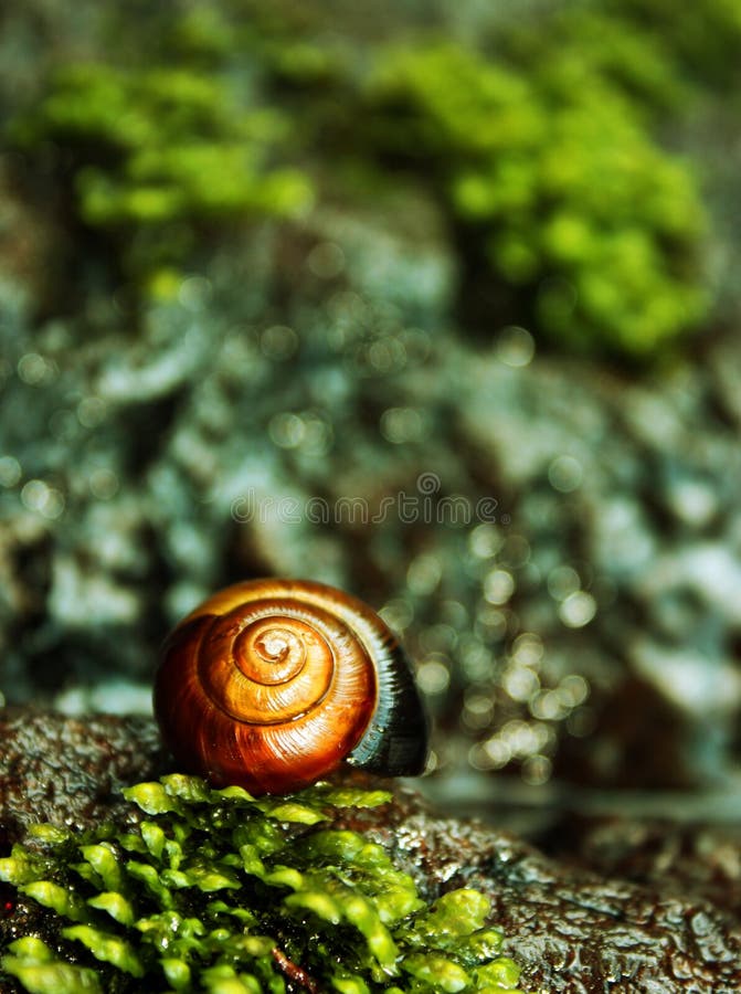 Instruction-macro d'escargot dans l'environnement normal photos libres de droits Instruction-macro d'escargot dans l'environnement normal photos libres de droits