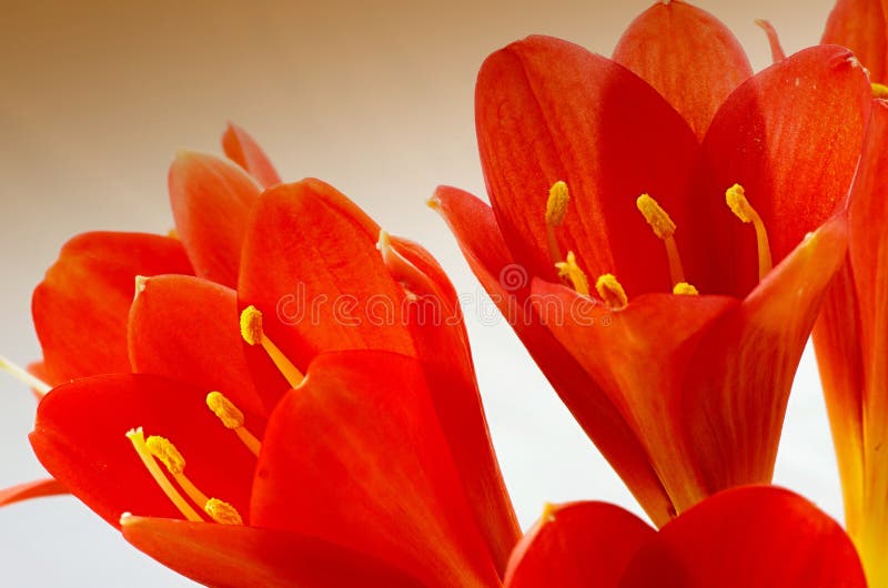 Instruction-macro de fleur de Clivia photographie stock Instruction-macro de fleur de Clivia photographie stock