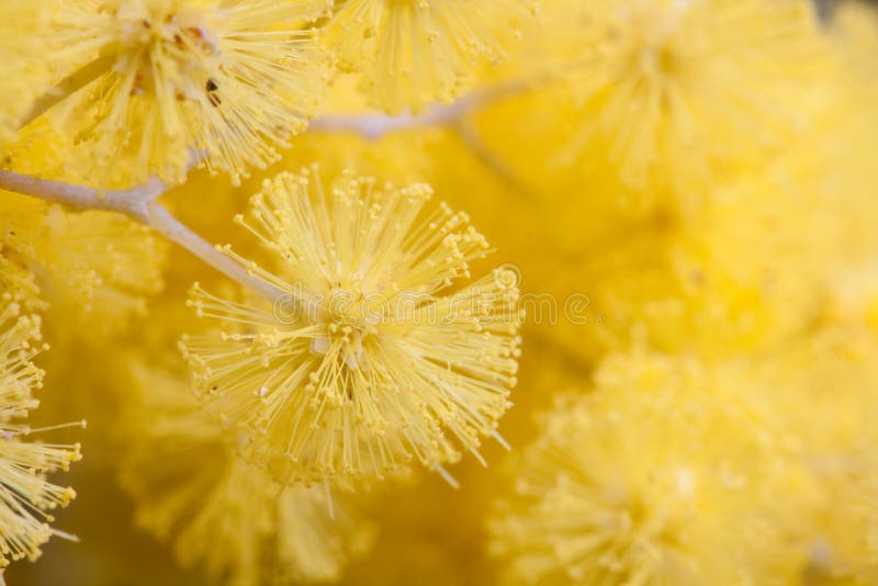 Instruction-macro de plan rapproché d'acacia d'or photo libre de droits Instruction-macro de plan rapproché d'acacia d'or photo libre de droits