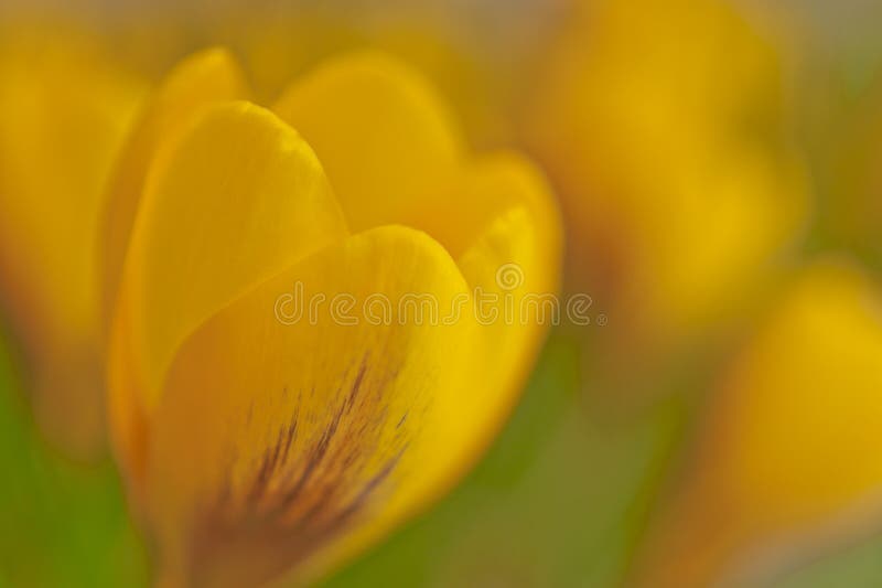 Instruction-macro jaune rêveur de safran au printemps photo stock Instruction-macro jaune rêveur de safran au printemps photo stock