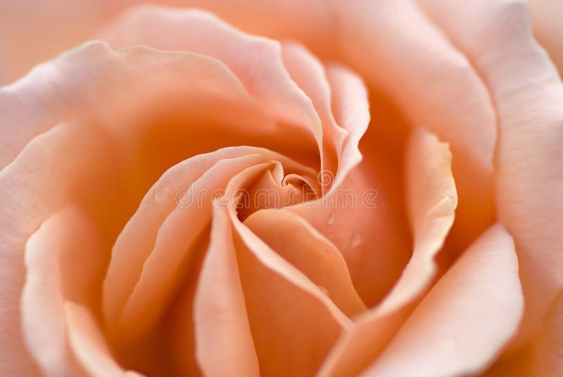 Instruction-macro rose de rose images stock Instruction-macro rose de rose images stock