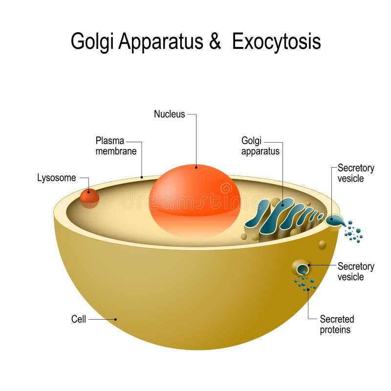 Instrumento e exocytosis de Golgi ilustração stock Instrumento e exocytosis de Golgi ilustração stock