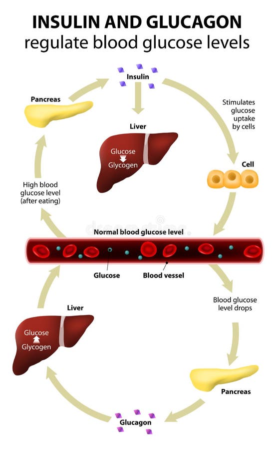 Insulina a sangre glucosa niveles.