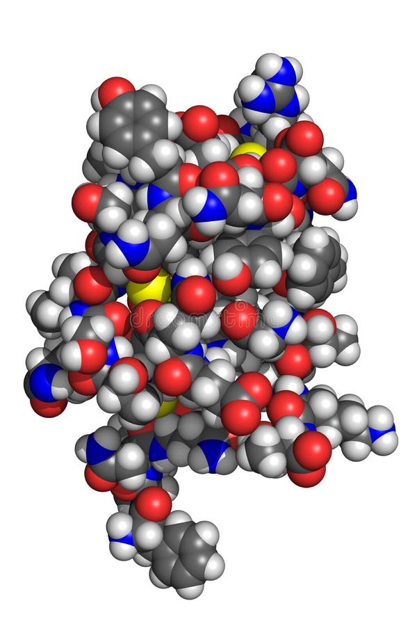 Space-filling model of insulin molecule. Insulin is a pancreatic hormone which is central to regulating fat and carbohydrate metabolism in the body. Atoms are coloured according to convention (nitrogen-blue; carbon-gray; oxygen-red; hydrogen-white; sulphur-yellow). Oxygen molecule blue illustrations