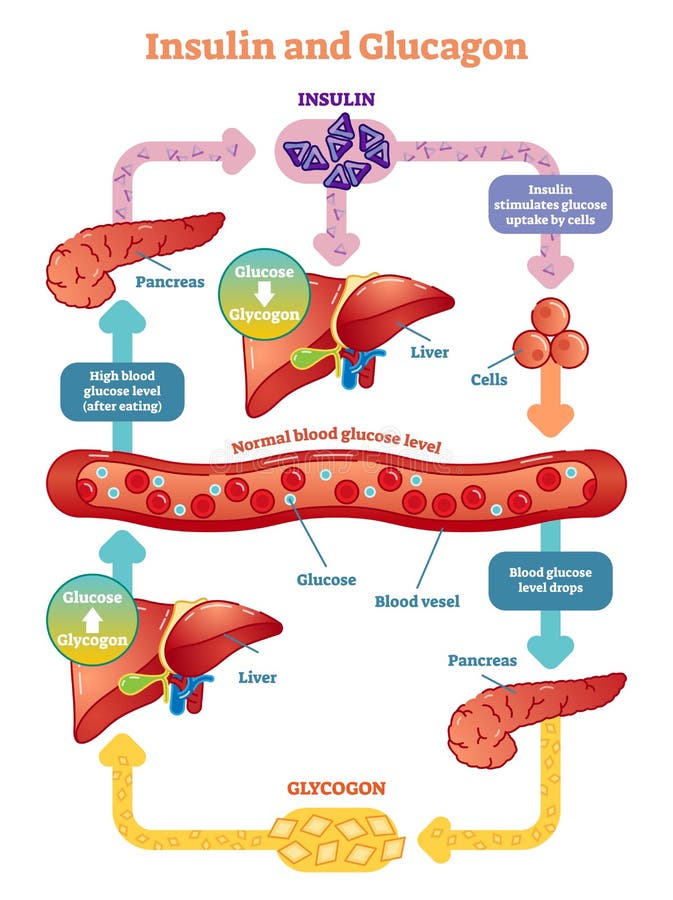 Insulin- und Glucagonvektorillustrationsdiagramm Pädagogische medizinische Informationen lizenzfreie abbildung Insulin- und Glucagonvektorillustrationsdiagramm Pädagogische medizinische Informationen lizenzfreie abbildung