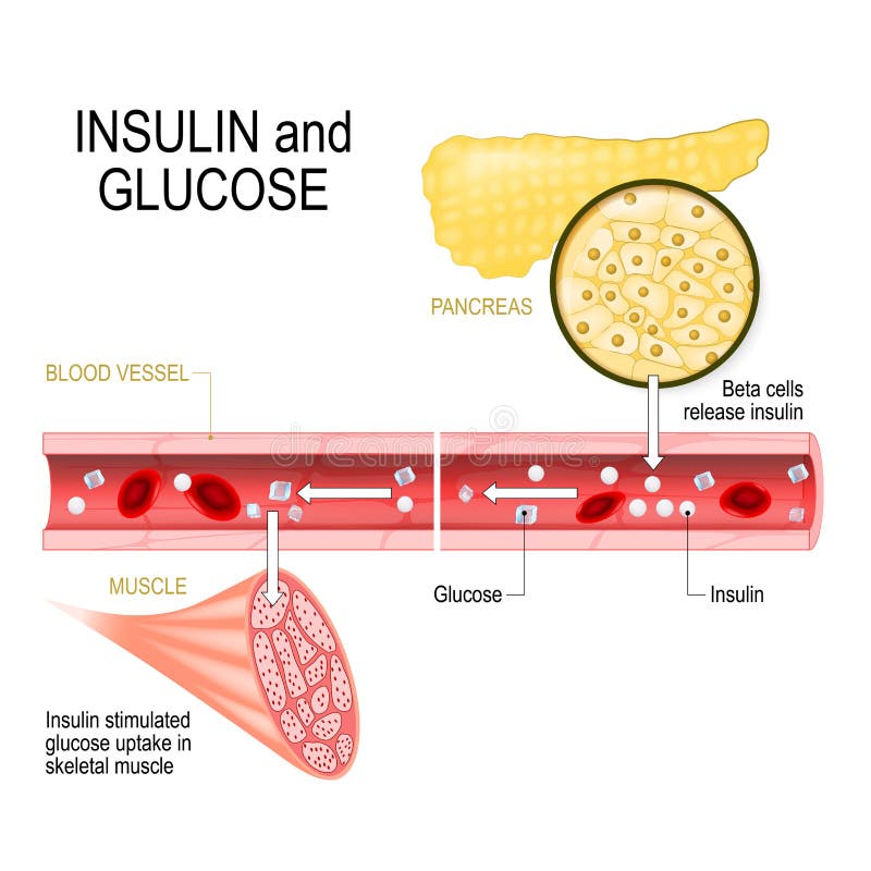Insulina en páncreas y glucosa en músculo ilustración del vector Insulina en páncreas y glucosa en músculo ilustración del vector
