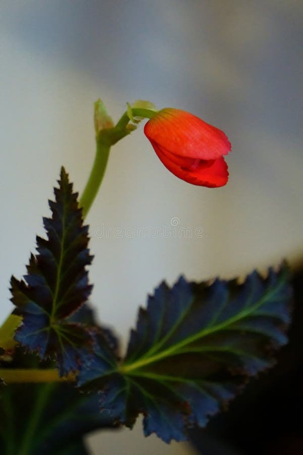 A vibrant red Begonia bud is shown suspended at the end of a slender stem, with the backdrop slightly blurred to emphasize the flower. Dark green leaves with serrated edges contrast beautifully with the red petals, highlighting the delicate interplay of color and form in nature. A vibrant red Begonia bud is shown suspended at the end of a slender stem, with the backdrop slightly blurred to emphasize the flower. Dark green leaves with serrated edges contrast beautifully with the red petals, highlighting the delicate interplay of color and form in nature.