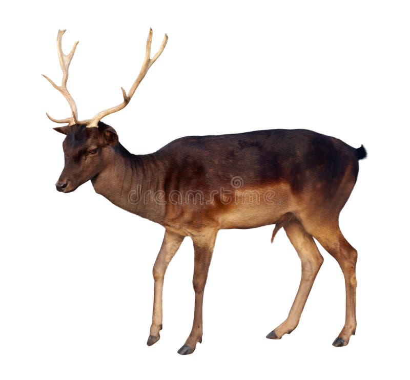 Lunghezza completa di un cervo maschio fotografia stock libera da diritti