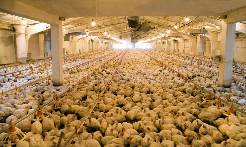 Integrated poultry farm