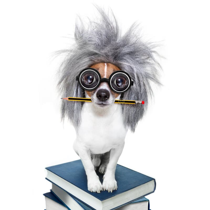 Inteligentny mądrze pies z książkami