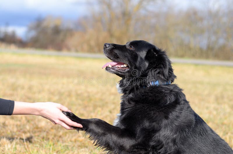 Intelligent black dog learning tricks. Outdoors in a rural field offering his paw to his young female owner to hold in her hand, close up profile view royalty free stock image