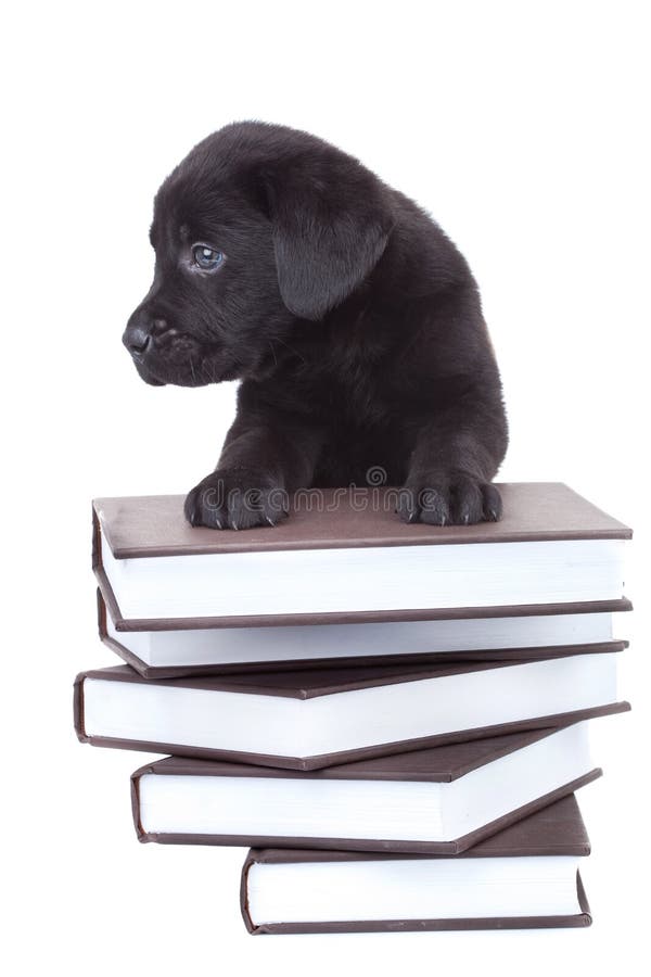 Intelligentes kleines Labrador lizenzfreies stockfoto Intelligentes kleines Labrador lizenzfreies stockfoto